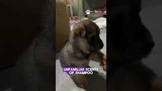 quotSplish splash dogs dont like baths 🐾💦 DogLoversshortsshort goviral viralvideo trendingnow [upl. by Simara]