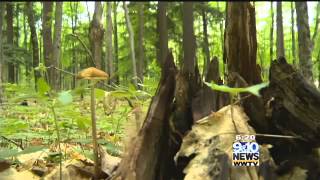 Hometown Tourist Hartwick Pines State Park [upl. by Kristo486]