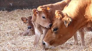 Ferme de Lartois  une ferme à lécoute de ses vaches [upl. by Christan]