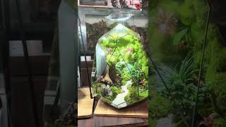 Decor Terrarium 80 terrariumart terrariumdesign miniterrarium terrariumlove trending plants [upl. by Nela440]