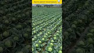 5 amazing facts about vegitables 🤯 facts shorts facttalk [upl. by Livingstone]