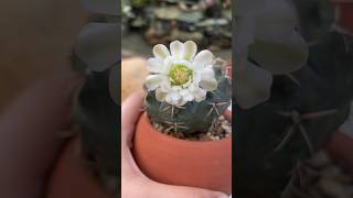 Gymnocalycium Vatteri gymnocalyciumvariegata [upl. by Sandye]