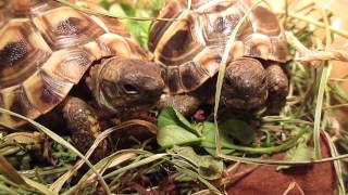 Funny yawning Turtles  Lustige gähnende Schildkröten [upl. by Brittan2]