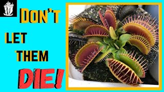 Venus Flytrap Dormancy  How to Keep Your Venus Flytrap Dormant [upl. by Kwok496]