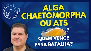 ALGA CHAETOMORPHA OU ATS QUEM VENCE ESSA BATALHA [upl. by Placidia]