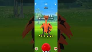 How to catch GALARIAN BIRDS in Pokemon GO [upl. by Brandi256]