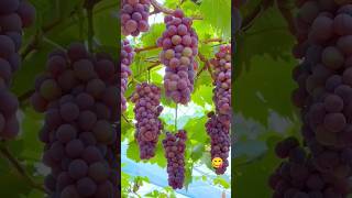 Beautiful fruits fruit shortsfeed trending youtubeshorts viralshorts viralvideo trending [upl. by Ardekahs919]