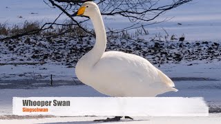 Whooper Swan Cygnus cygnus  Singschwan [upl. by Ynitsed]