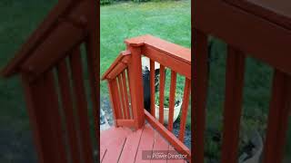 Staining a deck with Behr Premium Solid Stain Waterproofing Stain amp Sealant [upl. by Ines]