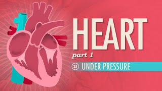 The Heart Part 1  Under Pressure Crash Course Anatomy amp Physiology 25 [upl. by Marka]