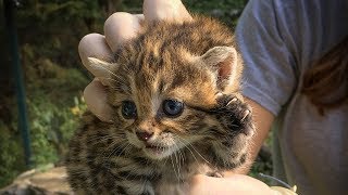 Home Safari – Sand Cat and Black Footed Cat – Cincinnati Zoo [upl. by Nahta]