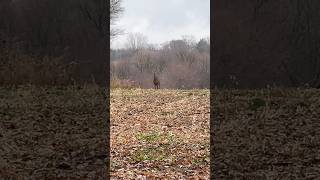 Wisconsin whitetail buck during rut 2024 whitetaildeer whitetailbucks buck hunting whitetails [upl. by Christophe]