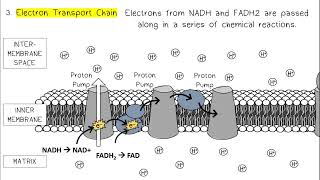 Cellular Respiration AP Biology [upl. by Atyekram]