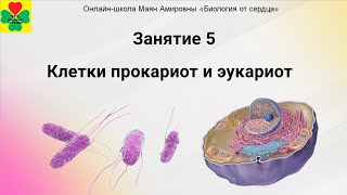 ЛЕТНИЙ КУРС ЗАНЯТИЕ №5 Клетки прокариот и эукариот сравнение клеток эукариот [upl. by Nylirahs868]