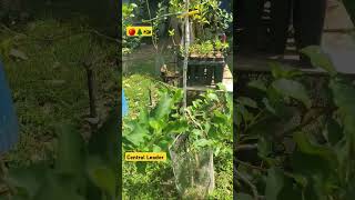 Apple Tree Pruned to Central Leader  Solaxe Training 🇯🇲🍎 solaxe applefarming goldrush pruning [upl. by Aleekat]