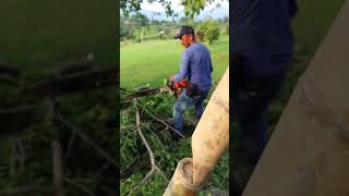 Stihl MS 310 vs gran tronco [upl. by Palila]