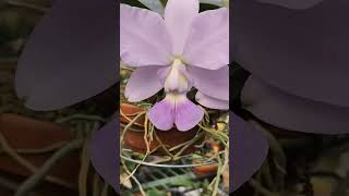 cattleya walkeriana coerulea 카워크리아나 세룰 Ns사이즈125Cm 2024년 10월 25일 [upl. by Orvas]