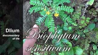 Krambilan Biophytum sensitivum  part 1 [upl. by Ablem300]