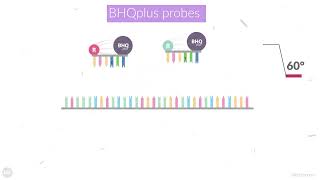 Detect more difficult targets with BHQplus Probes [upl. by Atela447]