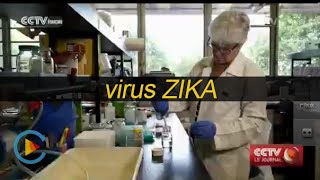 L’Amérique menacée par le virus Zika [upl. by Relyt162]