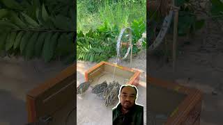 Perangkap burung shortvideo lucu trap trapbird [upl. by Abbate]