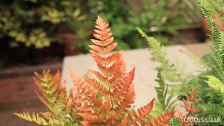 What to plant with ferns in a shady border [upl. by Oigres11]