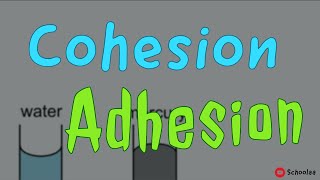 cohesion adhesion [upl. by Mixie]