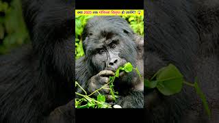 Will Gorillas Become Extinct by 2025 [upl. by Boff]