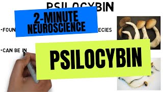 2Minute Neuroscience Psilocybin [upl. by Dahsra]