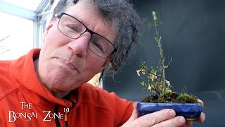 My Winter Flowering Jasmine The Bonsai Zone March 2023 [upl. by Toille638]