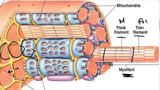 Cardiac Muscle  Cardiovascular System  Histology [upl. by Cheney]