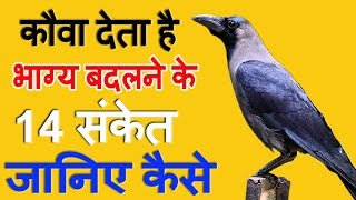 कौए के बताये हुए 14 शुभ संकेत कौए से जुड़े शकुनअपशकुन  Crow gestures as per hindu beliefs [upl. by Aiciles]