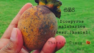 Thimbiri තිඹිරි  Diospyros malabarica desrkostel [upl. by Anaik]