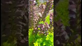 SPINY BEAR’SBREECHES plants gardening shortvideo [upl. by Alessandro]