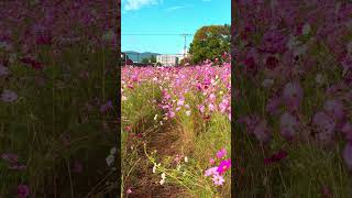 Cosmos Flower japan travel nature flowers japantravel [upl. by Omsoc]