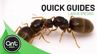 Quick Look Guide  Lasius species Garden Ants [upl. by Ecirtnahc665]