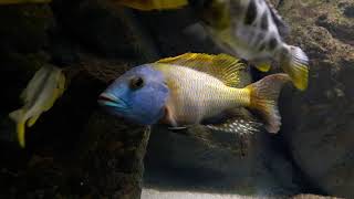 Buccochromis rhoadesii yellow  Male [upl. by Giselbert869]