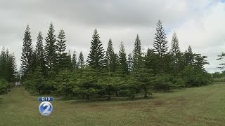 Variety of locally grown Christmas trees on sale at Helemano Farms [upl. by Aelyak220]