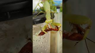 Mantis eating cockroach 4 mantis insect shortsvideo [upl. by Carmelle]