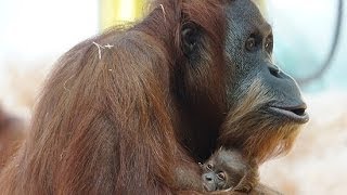 erste Bilder SumatraOrangUtan Baby  Tierpark Hellabrunn München [upl. by Dyson]