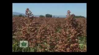 Agroscience  Paquete para Sorgo [upl. by Aseel]