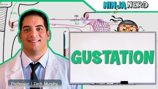 Neurology  Gustation Taste Pathway [upl. by Euqinamod]