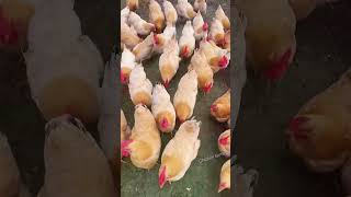 How to raise 1000 Classic Chickens and increase your income chicken poultry chickenfarming [upl. by Ramad]