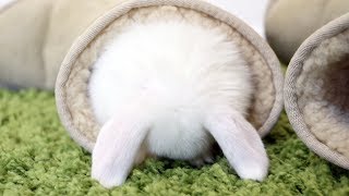 Baby bunnies doing the cutest things EVER [upl. by Laurita858]