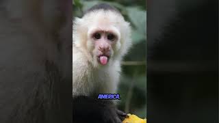 wildanimalfacts animalsfacts wildlife animalshorts [upl. by Toney]