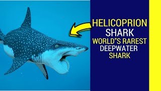 Helicoprion shark facts Amazing facts about this strange animal [upl. by Eitnom186]