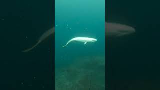 Giant Fish Speared spear fishvideo giantfish [upl. by Claudius]