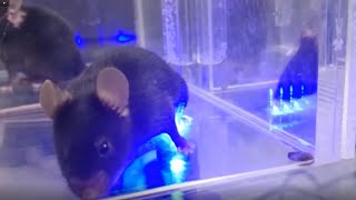 Optogenetics develops painlike behavior in mice [upl. by Philipson]