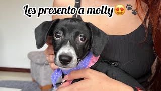 Les presento a molly🐾😍  Marlon Garzón [upl. by Durwood548]