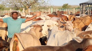 How He makes PROFITS in the DRY LAND using LOCAL BEEF CATTLE FARMING [upl. by Aloise]